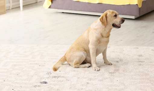 Carpet care | Calvetta Brothers Mentor