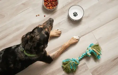 Pet friendly Laminate | Calvetta Brothers Mentor